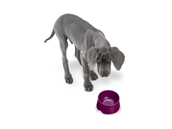 Dog Food and Drink Non-slip Eco Sustainable Bowl: Seaflex Tropic Red
