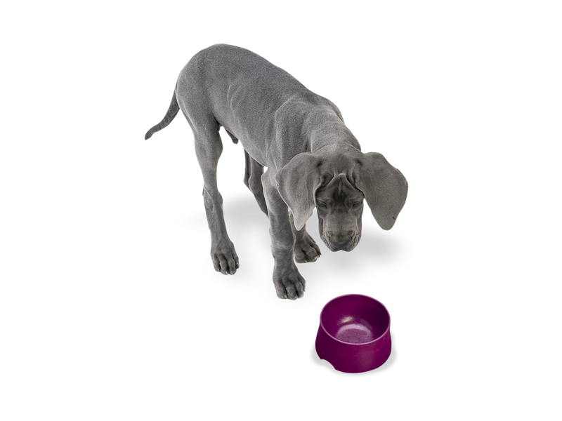 Dog Food and Drink Non-slip Eco Sustainable Bowl: Seaflex Tropic Red