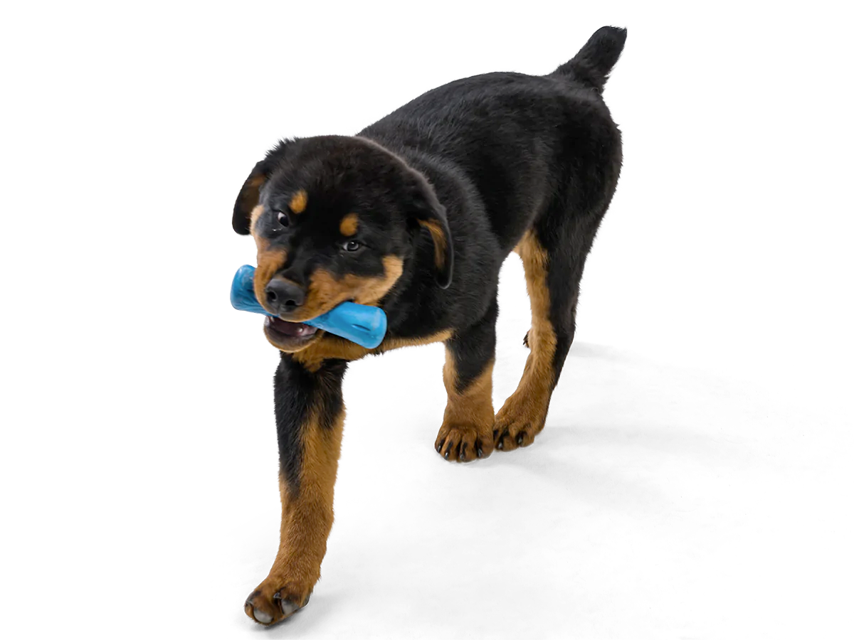 Toss and Fetch Dog toy, Seaflex Drifty
