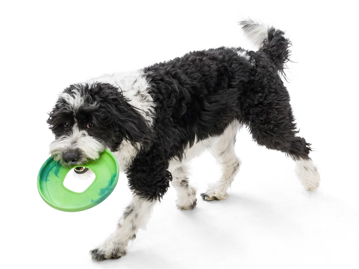 Frisbee dog toy, Seaflex Sailz
