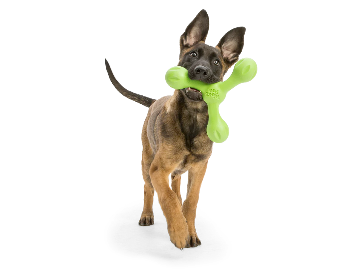 Toss and Fetch Dog toy, Zogoflex Echo Skamp