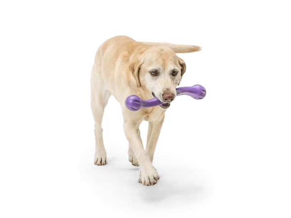 Toss and Fetch Dog toy, Zogoflex Echo Zwig