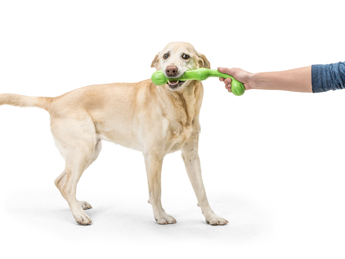 Toss and Fetch Dog toy, Zogoflex Echo Zwig