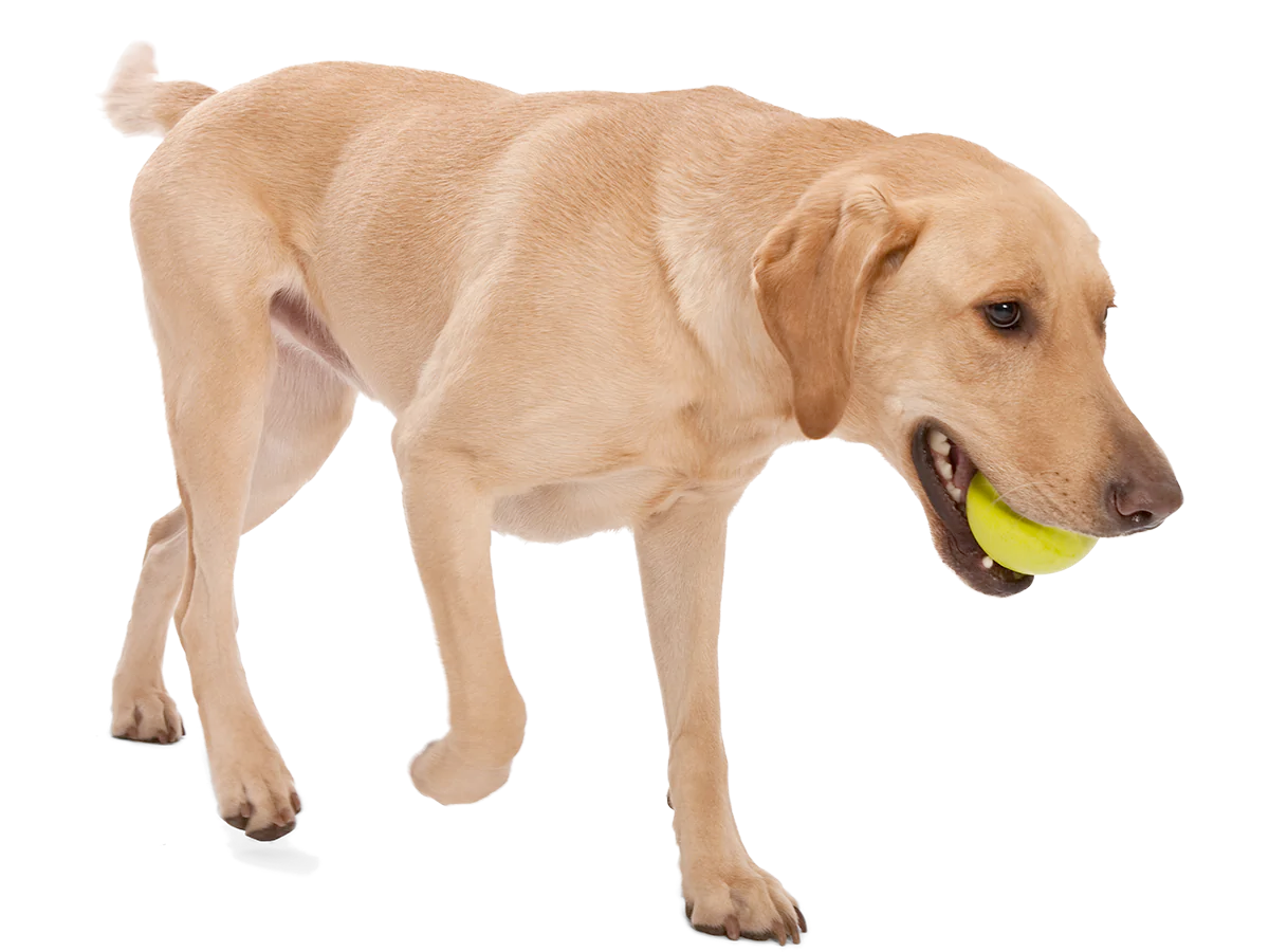 Toss and Fetch Dog toy, Zogoflex Jive