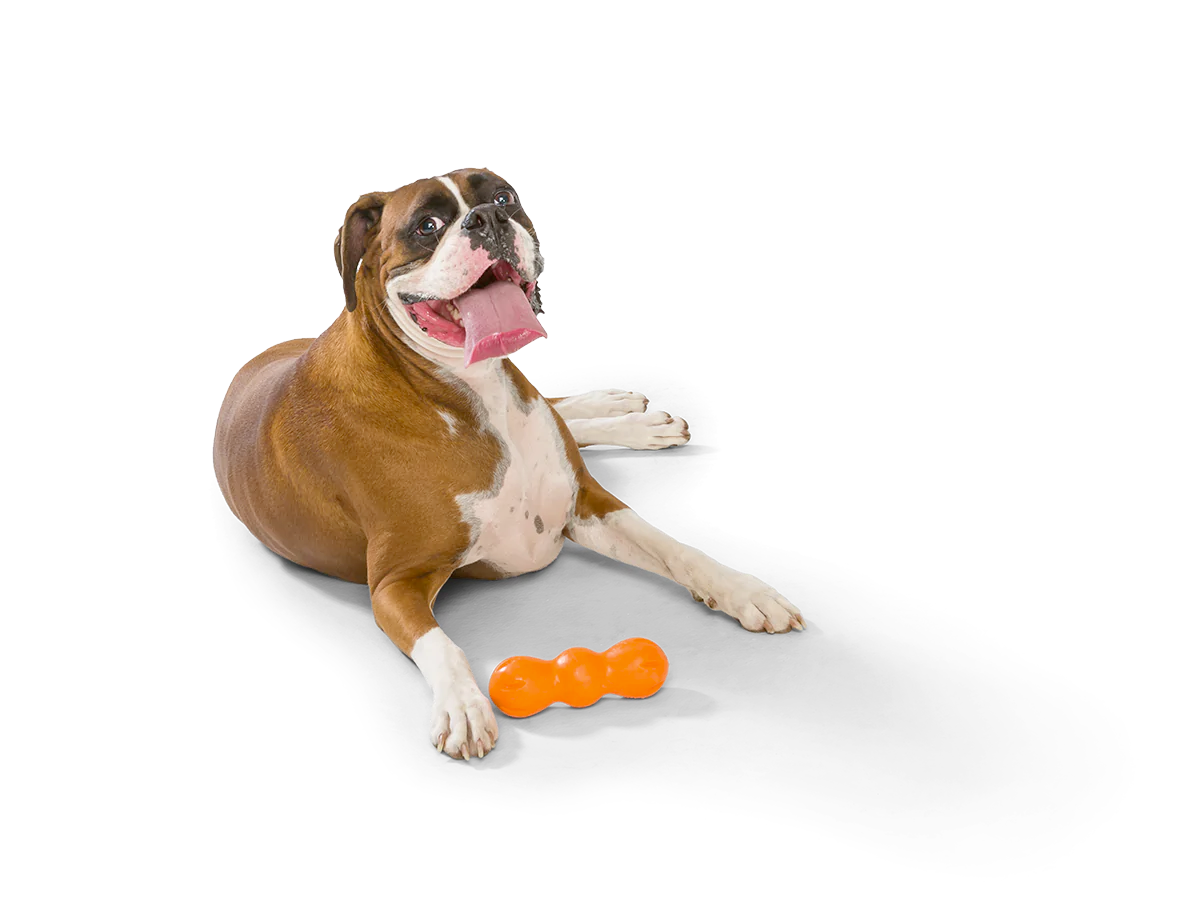 Toss and Fetch Dog toy, Zogoflex Rumpus