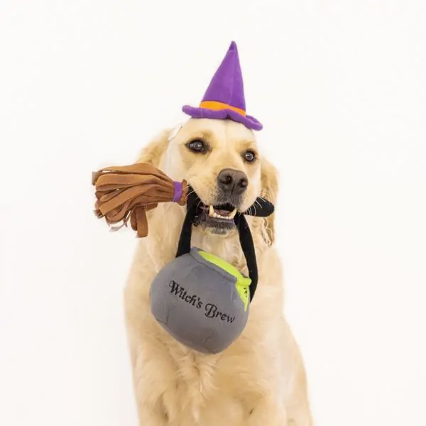 Halloween Dog Costume Kit, Witch