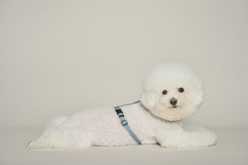 Best harness for bichon frise 2025