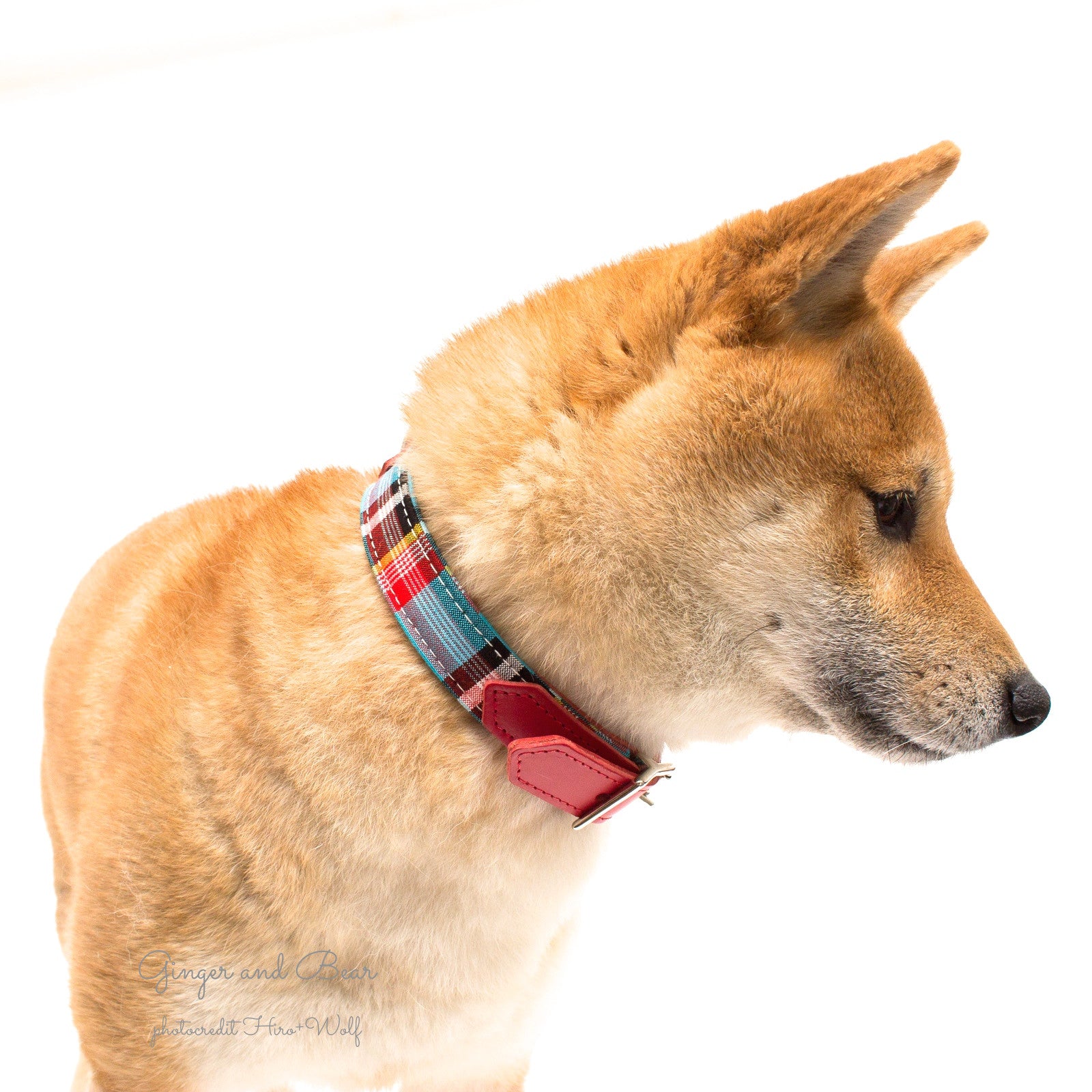 Hiro+Wolf Collar: Masai Blue Check